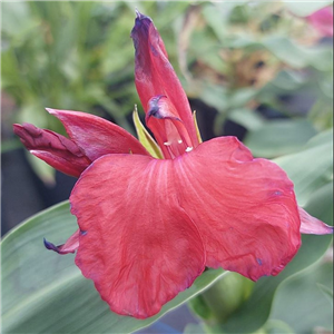 Roscoea purpurea red seedling Forde Abbey