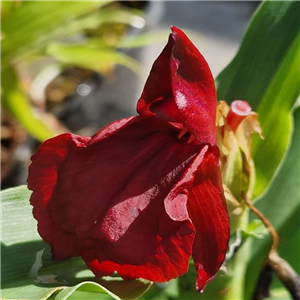 Roscoea Red Sentinel