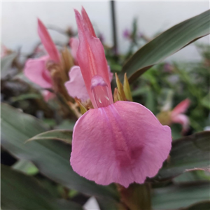 Roscoea purpurea Salmon PInk Form