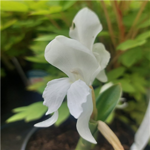 Roscoea Snowy Owl