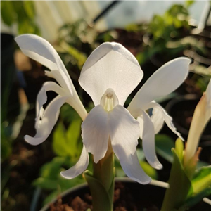 Roscoea Snowy Owl