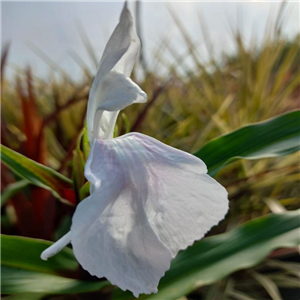 Roscoea purpurea Vannin HWJK 2406