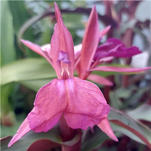 Roscoea purpurea dark leaf pink-purple flowers