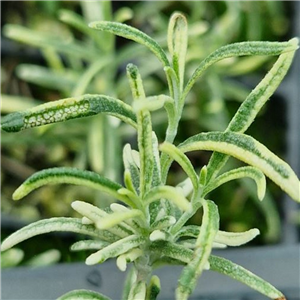 Rosmarinus officinalis Warburtons Silver