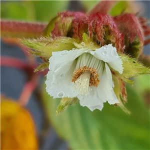 Rubus formosensis