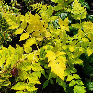 Rubus cockburnianus Golden Vale