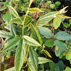 Rubus henryi