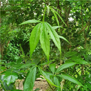 Rubus lineatus