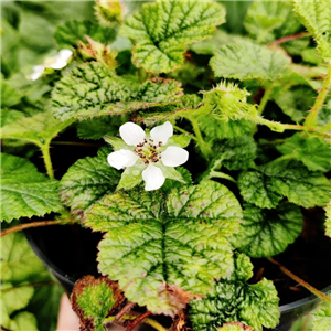 Rubus pectinellus var. trilobus BSWJ1669b