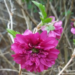 Rubus spectabilis Olympic Double