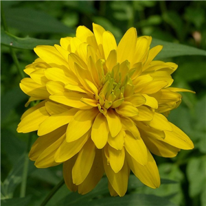 Rudbeckia Goldquelle