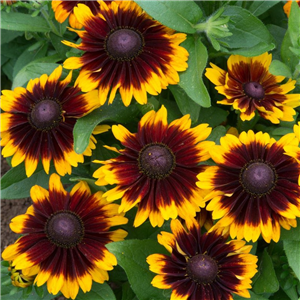 Rudbeckia hirta Toto Rustic