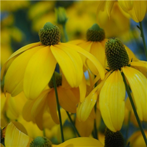 Rudbeckia laciniata