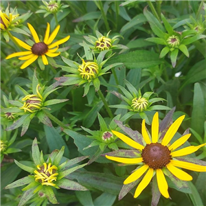 Rudbeckia deamii Little Gold Star