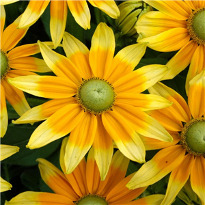 Rudbeckia hirta Prairie Sun