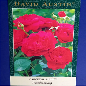 David Austin DARCEY BUSSELL