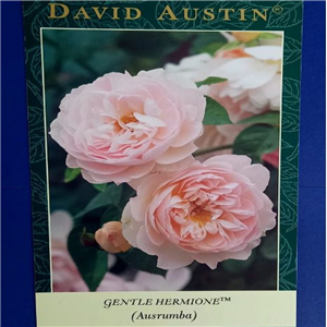 David Austin GENTLE HERMIONE