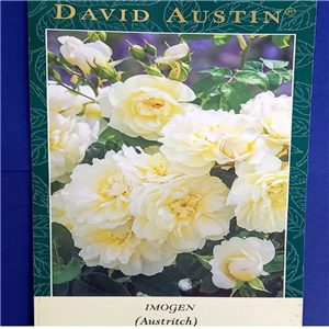 David Austin Imogen