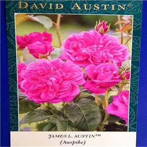 David Austin James L Austin