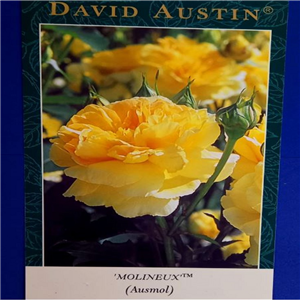 David Austin MOLINEUX