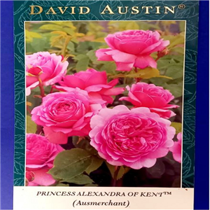 David Austin Princess Alexandra of Kent