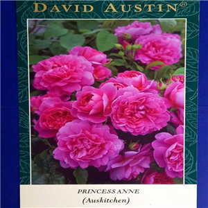 David Austin PRINCESS ANNE