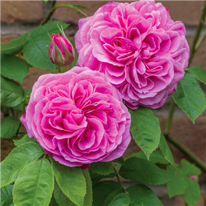 David Austin GERTRUDE JEKYLL