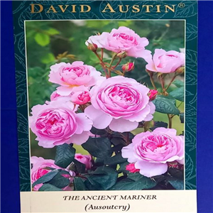 David Austin THE ANCIENT MARINER