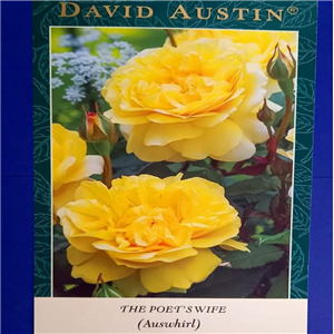 David Austin The Poets Wife