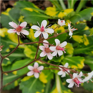 Saxifraga urbium Variegata