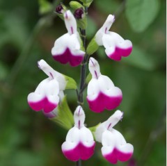 Salvia Cherry Lips