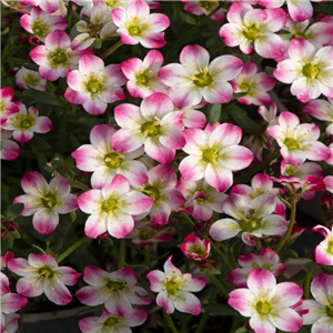 Saxifraga Marto Red Picotee