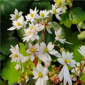 Saxifraga fortunei Tamayura