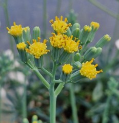 Senecio kleiniiformis