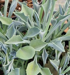 Senecio kleiniiformis