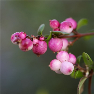 Symphoricarpos Magical Candy