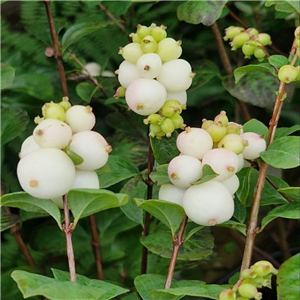 Symphoricarpos Magical Galaxy