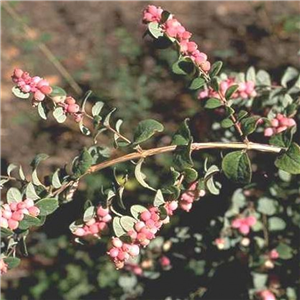 Symphoricarpos Magical Winterberry