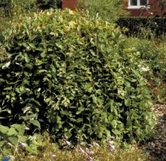 Salix caprea Pendula (Kilmarnock Willow)