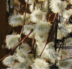 Salix caprea Pendula (Kilmarnock Willow)