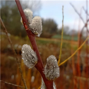 Salix daphnoides