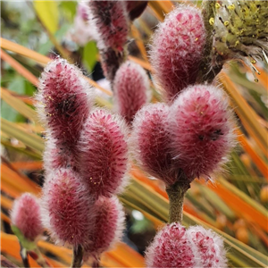 Salix gracilistyla Mount Aso