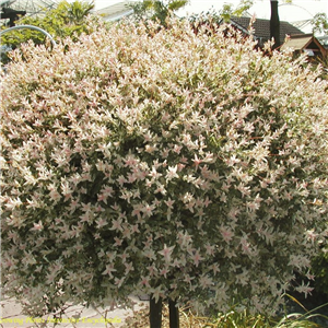 Salix integra Flamingo