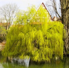 Salix x chrysocoma Pendula