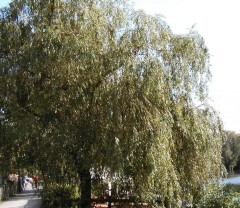 Salix x chrysocoma Pendula