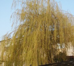 Salix x chrysocoma Pendula