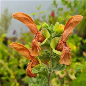 Salvia africana-lutea