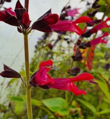 Salvia Amante