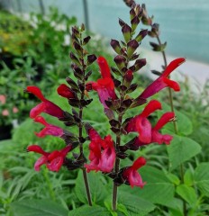 Salvia Amante