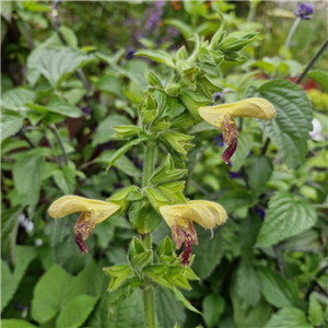 Salvia Amber